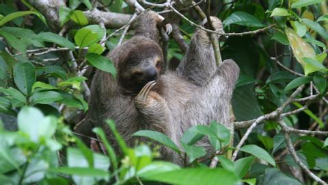 Three-Toed Sloth 